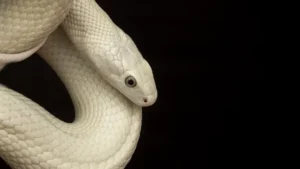 White Snake in Dream - Islamic Dream Interpretation snake